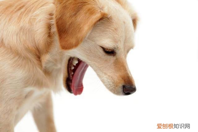 狗狗吃了异物怎么催吐呢 狗狗吃了异物怎么催吐