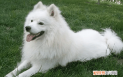 萨摩耶喜欢和什么狗玩 主人怎么和萨摩耶玩