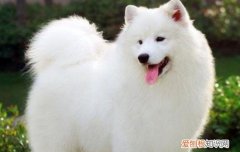 萨摩耶养得起吗 萨摩耶养不起的吗