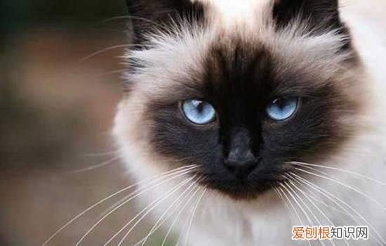 猫咪喜欢吃猫草是怎么回事 猫喜欢吃草是什么原因