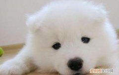 萨摩耶把你当主人的表现 萨摩耶换新主人的表现有什么