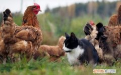 感冒能吃鸡肉吗? 猫能吃鸡肉吗