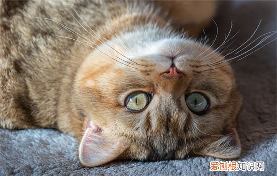 猫咪能吃玉米么? 猫咪能吃玉米吗