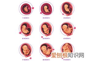 孕妇鸡汤的做法大全 ，孕妇鸡汤食谱