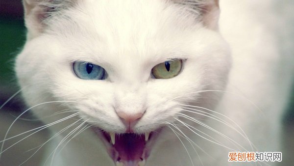 猫咪经常换主人的后果 猫咪换了主人会伤心吗