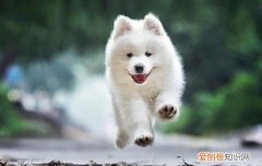 养萨摩需要注意什么 养萨摩注意事项