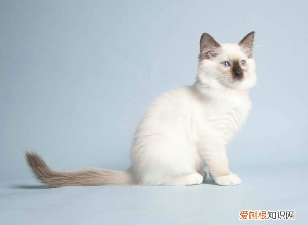 暹罗猫喜欢睡觉 暹罗猫能和人睡觉吗