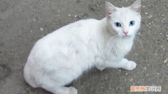 小猫有眼屎打喷嚏 小猫有眼屎