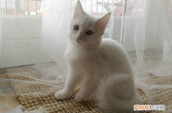 猫突然哀嚎一样怪叫