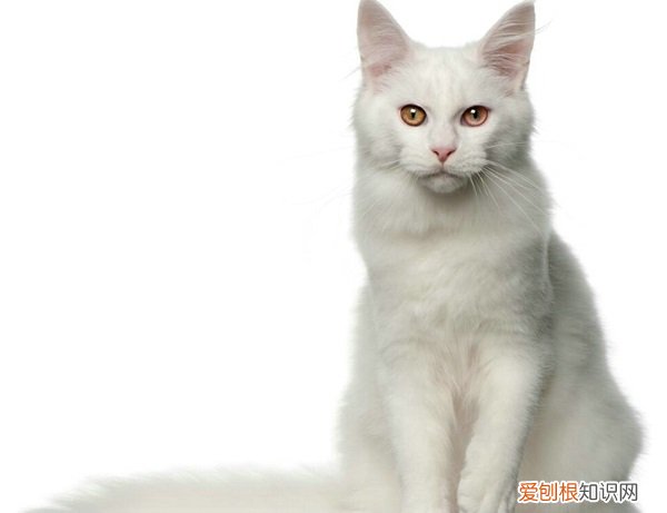 为什么要给猫割蛋 猫为什么要割蛋