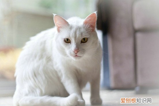 猫把屎拉在床上怎么解决 猫在床上拉屎怎么办