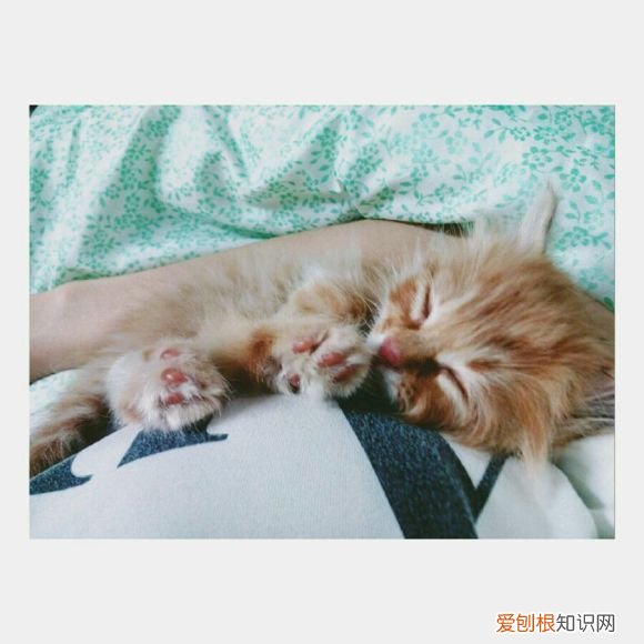 猫不拉稀但是屁股粘屎怎么回事 猫不拉稀但是屁股粘屎