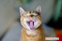 猫咪会换牙齿吗是几岁 猫咪会换牙齿吗