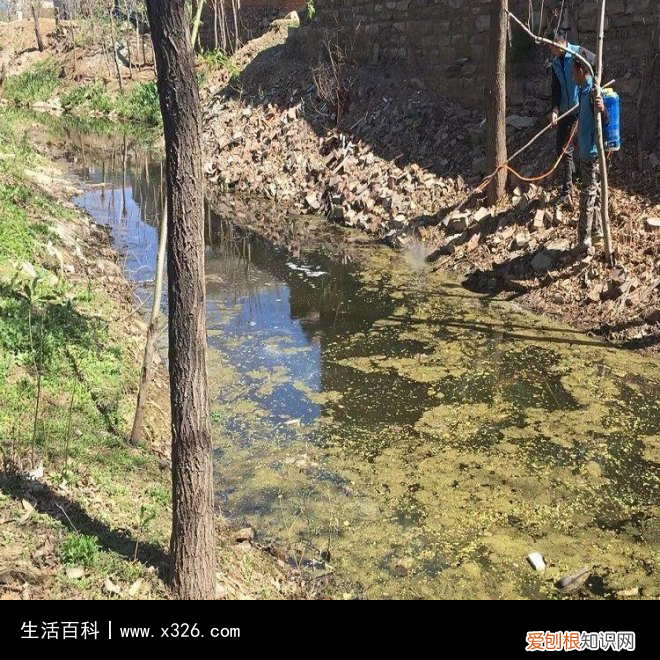 浮萍是啥 浮萍是干嘛的植物