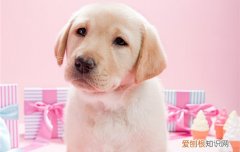 不让导盲犬进会怎么样 为什么导盲犬不能玩球的原因