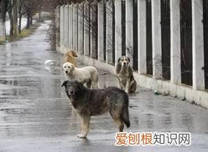 狗狗走失后&#8230;生命便开始倒计时！，狗狗走丢后的心理状态