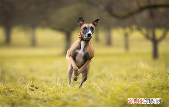 马犬咬人吗，马犬咬狗吗