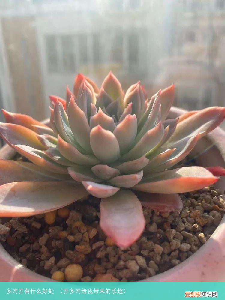 养多肉给我带来的乐趣 多肉养有什么好处