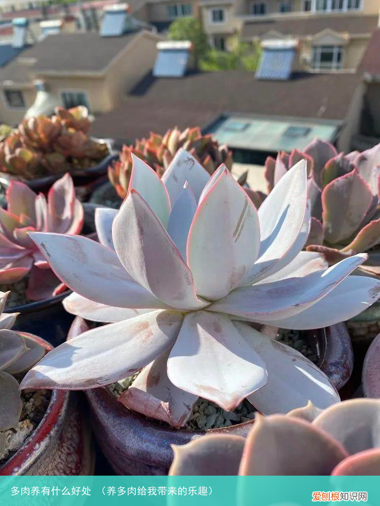养多肉给我带来的乐趣 多肉养有什么好处