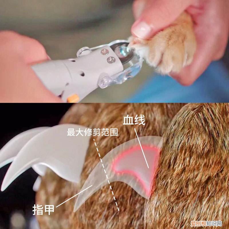 猫咪血线怎么看 猫的血线在哪里