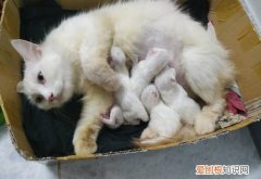 小猫满月后多久可以离开猫妈妈，猫几个月可以离开母猫