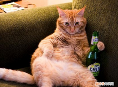 猫猫能不能喝啤酒 猫能喝啤酒吗