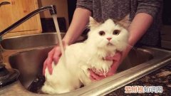 猫咪生完孩子多久可以洗澡，猫咪生完宝宝多久能洗澡