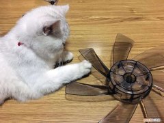 猫能吹风扇吗? 猫咪能吹风扇吗