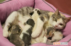 母猫生完小猫多久可以再怀孕，母猫生了小猫多久才能再次怀孕