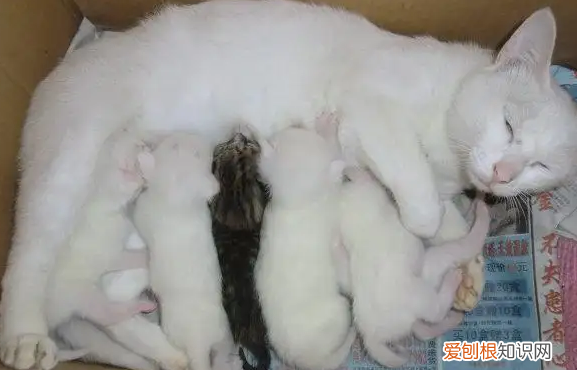 母猫隔多久可以生第二窝，母猫多久可以生一窝