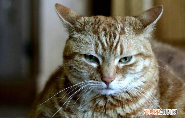 猫禁食一天能喝羊奶吗视频 猫禁食一天能喝羊奶吗