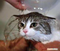 猫咪生产后多久可以洗澡，猫咪生产后多久可以洗澡了