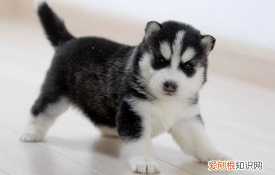 狗狗冬天需要穿衣服么 狗狗冬天怕冷吗要穿衣服吗