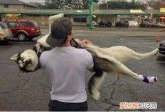 抱狗的错误方式，难怪狗狗嫌弃你！，狗一直让你抱