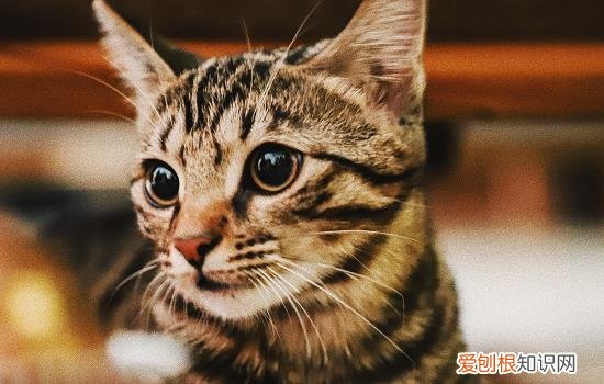 猫猫口腔疾病有哪些 猫猫口腔疾病有什么