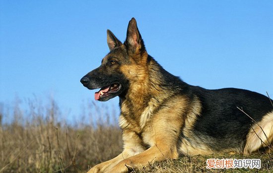 德牧幼犬认主人有什么表现 德牧幼犬认主人的表现