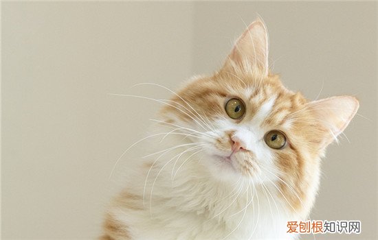 英短蓝猫怎么看出怀孕，怎么判断英短蓝猫怀孕