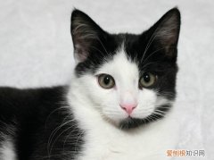 母猫怎么绝育，猫，母猫咋绝育