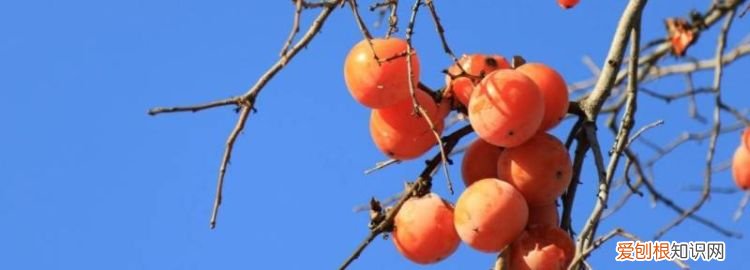 柿子酒的酿制方法,蒸馏柿子酒发酵工艺 柿子酒的酿制方法,蒸馏柿子酒发酵工艺流程