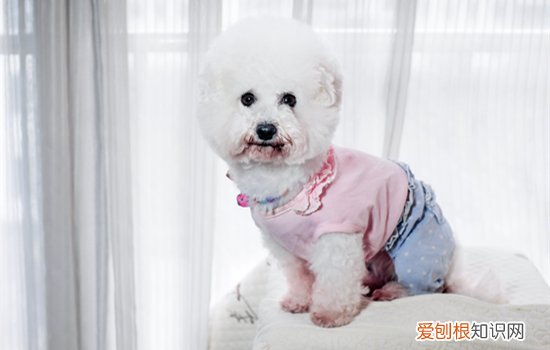 三个月比熊一天吃多少狗粮 比熊一天吃多少狗粮