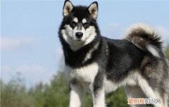 阿拉斯加不听话打哪里，阿拉斯加不听使唤