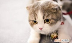 折耳猫后脚肿大怎么办 折耳猫后脚肿大处理办法