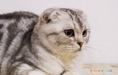 不是纯折耳猫会犯病吗 不是纯折耳猫会犯病