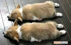 金毛几个月开始训练，金毛几个月开始训练定点大小便