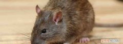 家怎样消灭老鼠最有效的方法 有什么办法可以消灭家里的老鼠?
