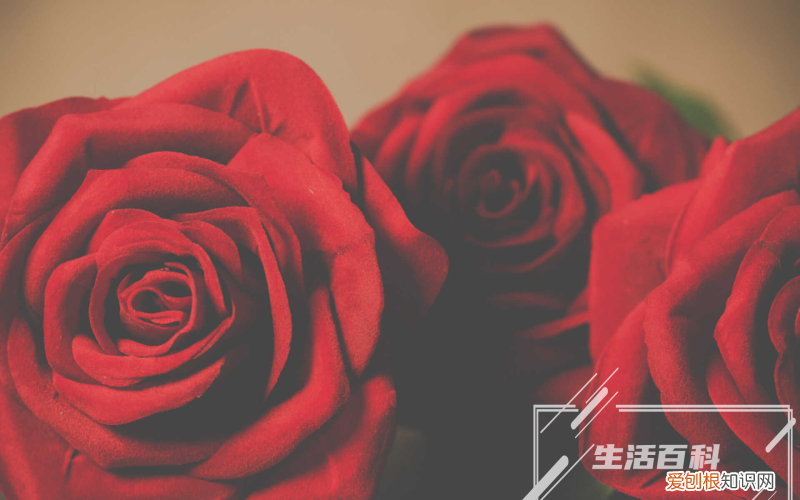 勿忘我如何养殖 勿忘我怎么养才不会枯萎