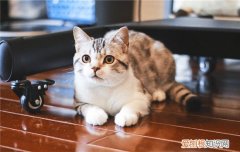 为什么猫喜欢舔别的猫 猫喜欢舔其它猫的原因
