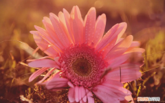 露微花夏天怎么养 露薇花的养殖方法和注意事项