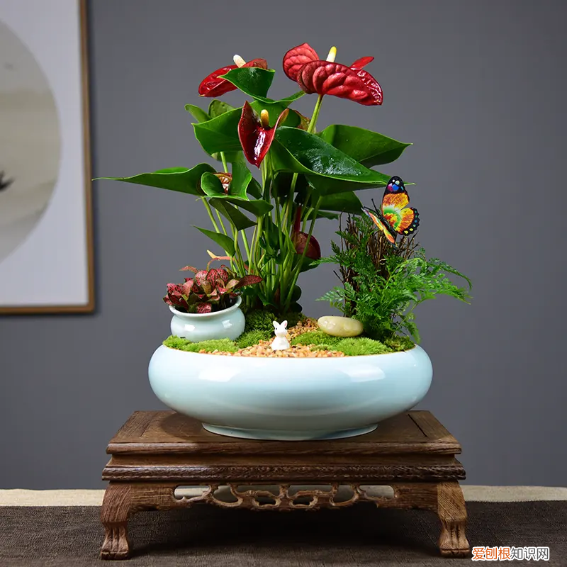 露微花夏天怎么养 露薇花的养殖方法和注意事项