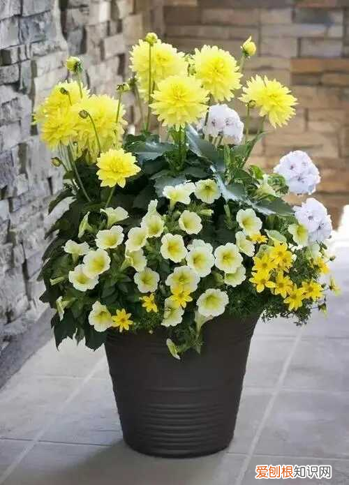 露薇花好养么 露微花养殖方法和注意事项